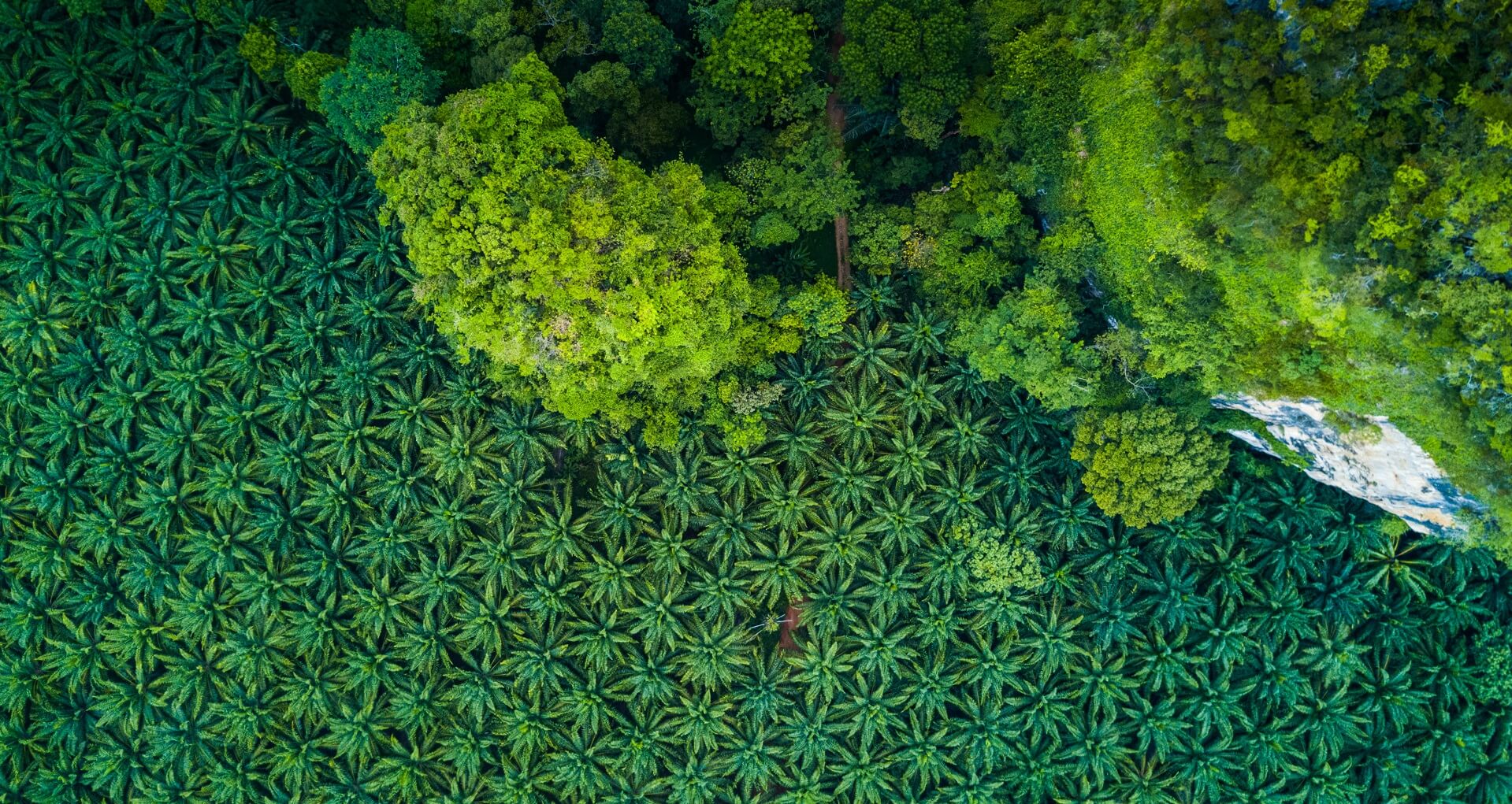 Palm-oil-plantation-air-view